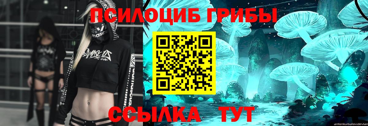 Псилоцибиновые грибы Psilocybe Сертолово